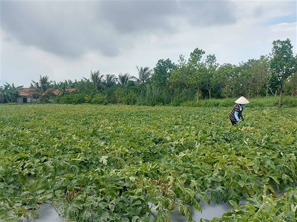 Nông dân xã Quyết Thắng tập trung thu hoạch dưa hấu