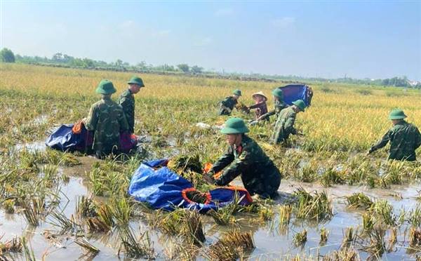 Cán bộ, chiến sĩ Lữ đoàn Công binh 513 gặt lúa giúp dân tại thôn Tiền Liệt