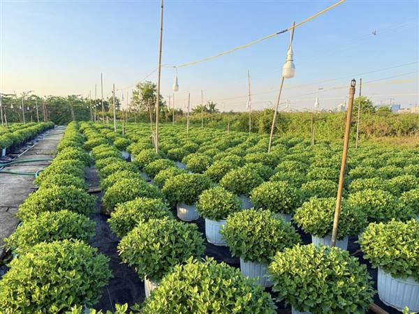 Tân Hưng hướng tới xây dựng nền nông nghiệp xanh