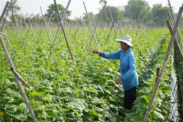  Tăng cường chỉ đạo, chăm sóc và bảo vệ
sản xuất vụ Đông Xuân 2025-2026