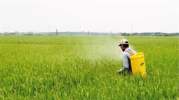 Phòng trừ sâu bệnh hại cây lúa và cây ăn quả