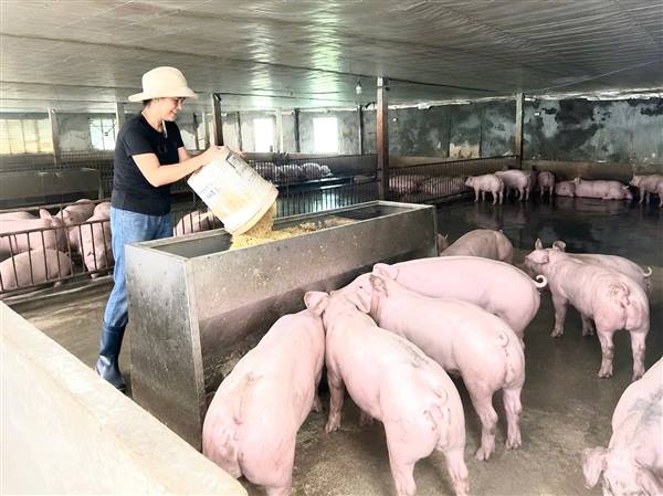  Hộ gia đình ở Phạm Xá mạnh dạn đổi mới sản xuất trong chăn nuôi lợn 