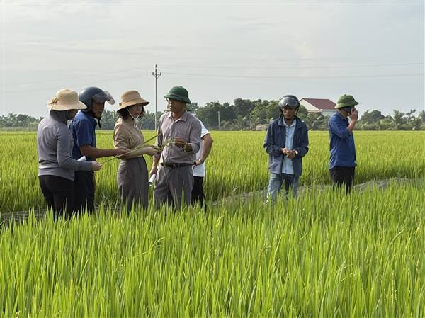 Rầy nâu gia tăng gây hại lúa mùa 