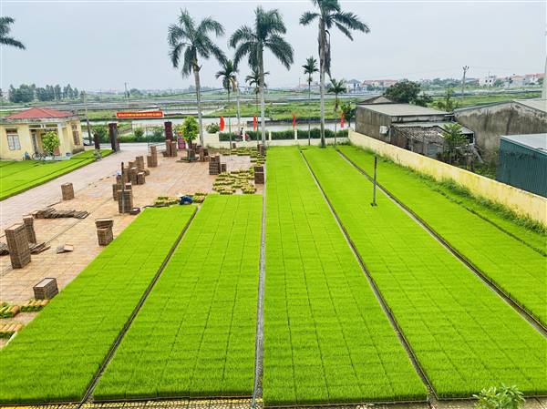 UBND xã Tân Kỳ triển khai kế hoạch làm thủy lợi và sản xuất vụ đông xuân 2025 – 2026. 