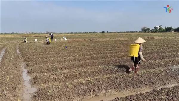 HTX DV NN Dân Chủ trồng 50 ha rau màu tham gia chuỗi liên kết bao tiêu sản phẩm
