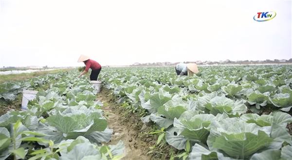 Tân Kỳ: Theo dõi sát đồng ruộng, phòng trừ sinh vật hại đầu vụ