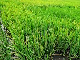 Xuất hiện bệnh đạo ôn lá trên lúa tại cánh đồng Đội 6, xã Tân Kỳ