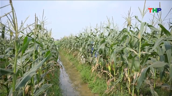 HIỆU QUẢ MÔ HÌNH LIÊN KẾT TRỒNG NGÔ NGỌT