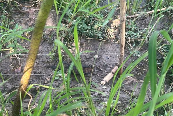 HẬU QUẢ KHÔN LƯỜNG TỪ BẪY CHUỘT BẰNG ĐIỆN