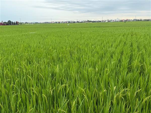 TÂN KỲ TẬP TRUNG PHÒNG TRỪ SÂU BỆNH, BẢO VỆ LÚA XUÂN NĂM 2026