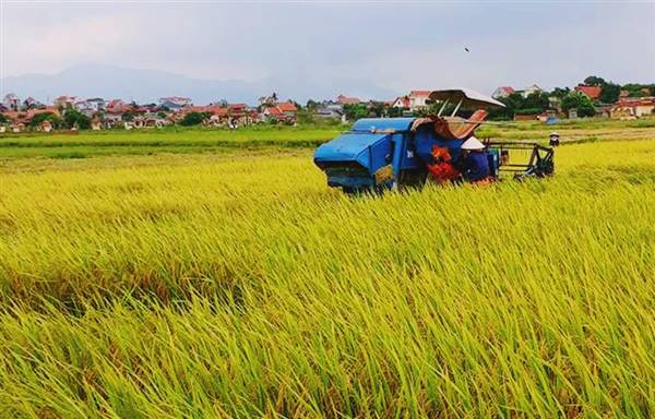 NÔNG DÂN XÃ TÂN KỲ THU HOẠCH HƠN 70% DIỆN TÍCH LÚA CHIÊM XUÂN