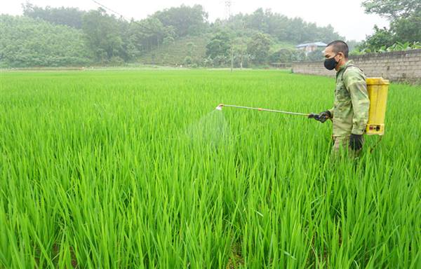 TÂN KỲ TĂNG CƯỜNG CÁC BIỆN PHÁP PHÒNG TRỪ SÂU BỆNH HẠI MẠ VỤ MÙA