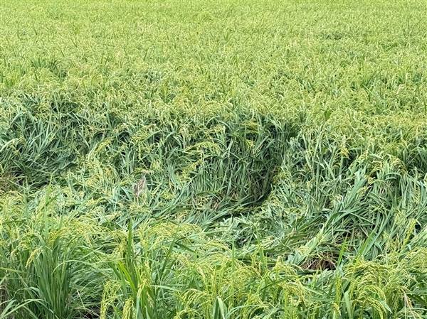 Chủ động khắc phục lúa đổ, phòng trừ rầy cuối vụ