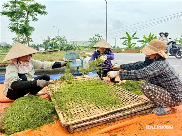 Mùa thu hoạch thuốc lào 'tiến vua'