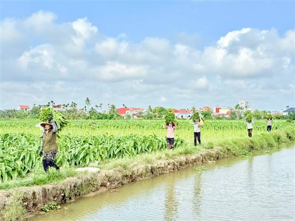 “MÙA VÀNG” TRÊN ĐỒNG QUÊ TÂN MINH – RỘN RÀNG MÙA THU HOẠCH THUỐC LÀO TIẾN VUA