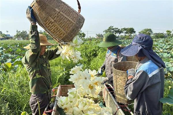 Hương sen Bách Diệp Tân Minh - Hành trình kiến tạo giá trị từ vùng quê Việt Nam