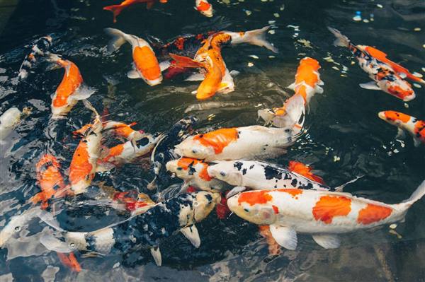 Mô hình nuôi cá Koi mở hướng phát triển kinh tế ở thôn An Thạch xã Tân Minh
