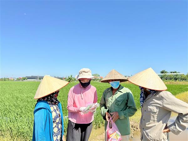Nông dân xã Tân Minh chủ động phun trừ sâu cuốn lá nhỏ, bảo vệ lúa mùa năm 2026