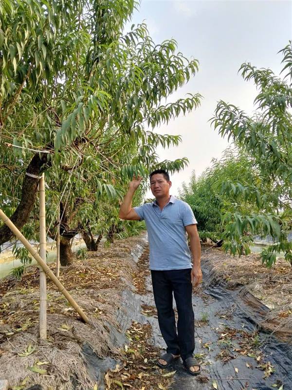 Hội viên nông dân tổ dân phố Phú Thượng vươn lên làm giàu nhờ nghề trồng Đào