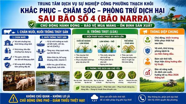 Hướng dẫn khắc phục - chăm sóc - phòng trừ dịch hại sau bão số 4