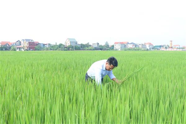 Thái Tân chủ động phòng trừ sâu bệnh hại lúa vụ mùa năm 2025