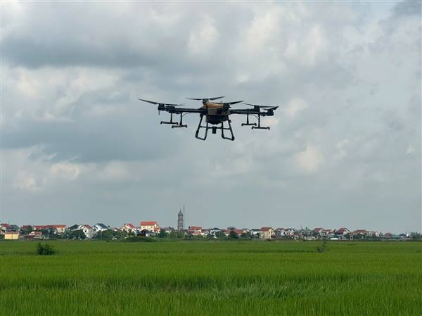 Trên 80 ha lúa ở Thái Tân được phun thuốc bảo vệ thực vật bằng phương tiện bay không người lái.