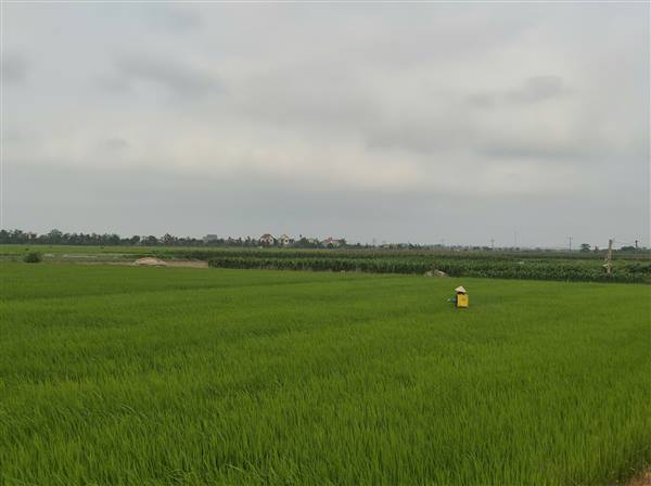 Thái Tân chủ động phòng trừ sinh vật gây hại lúa vụ Chiêm Xuân 2026