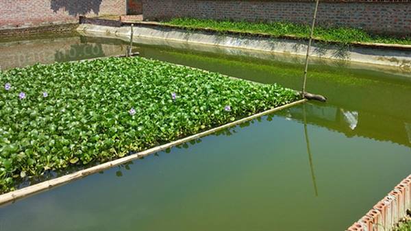 Tăng cường biện pháp phòng, chống nắng nóng cho thủy sản nuôi năm 2026