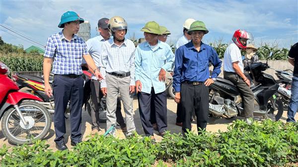 Kết quả bước đầu mô hình liên kết sản xuất và bao tiêu sản phẩm giống lạc Thái Lan