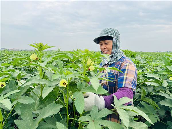 Nông dân Thái Tân phấn khởi thu hoạch đậu bắp