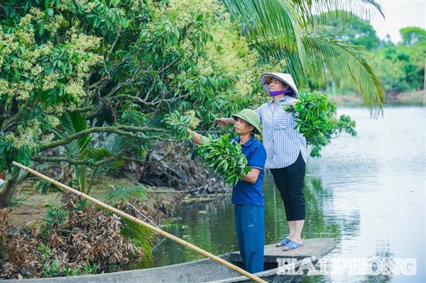 Xã Thanh Hà thành lập 18 tổ sản xuất vải xuất khẩu