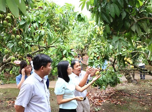  Kiểm tra công tác chuẩn bị thu hoạch và tiêu thụ vải tại xã Thanh Hà