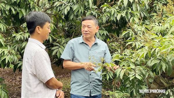 Bảo đảm các điều kiện xuất khẩu vải tươi