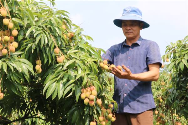 Vải u hồng của Tổ sản xuất vải số 35,  xã Thanh Hà được doanh nghiệp bao tiêu sản phẩm 5 năm.
