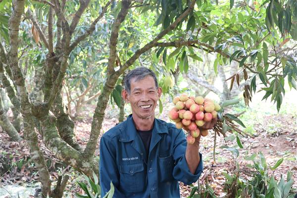Vải sớm được giá, nông dân Thanh Hà phấn khởi