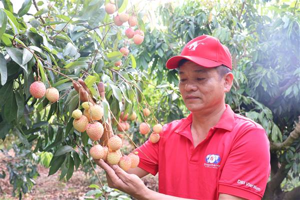 Giống vải trứng hồng Thanh Hà được khách hàng đặt mua giá cao