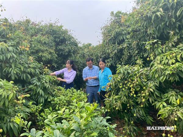 Giữ thương hiệu vải thiều Thanh Hà từ khâu chăm sóc