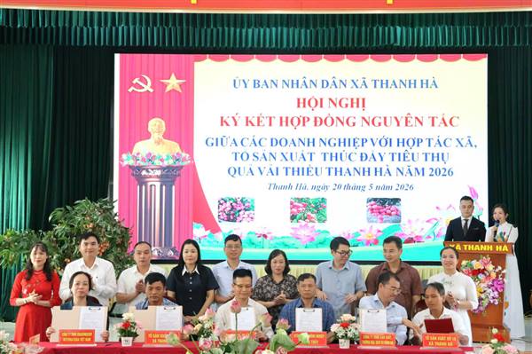 Xúc tiến tiêu thụ vải thiều Thanh Hà năm 2026: Giữ vững thương hiệu, mở rộng thị trường tiêu thụ