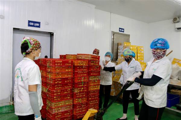 Công ty CP Ameii Việt Nam xuất khẩu vải tươi Thanh Hà và Hà Đông sang thị trường Hoa Kỳ, Nhật Bản