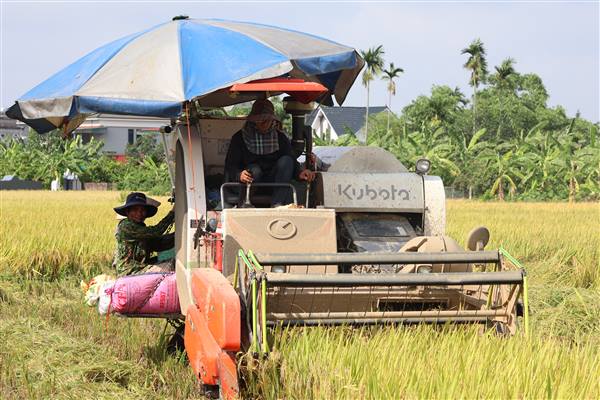 Nông dân Thanh Hà thu hoạch được 80% diện tích lúa xuân.