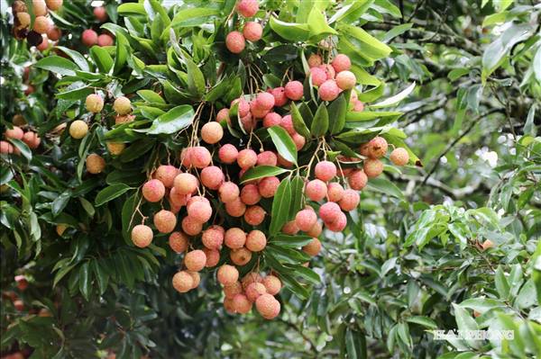 Quả cây vải tổ Thanh Hà được mua giá 2 triệu đồng/kg
