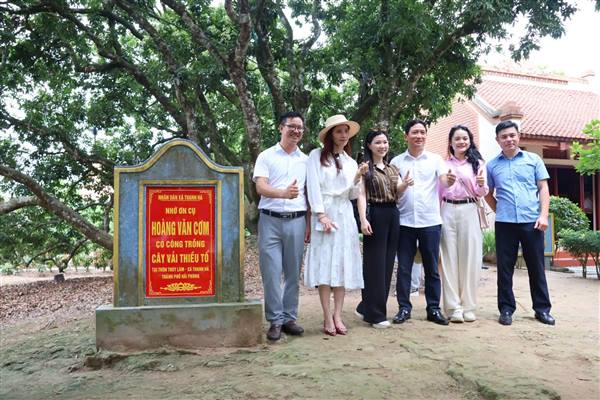 Cây vải Tổ Thanh Hà đón gần 1 vạn lượt khách, nhiều đoàn quốc tế tham quan