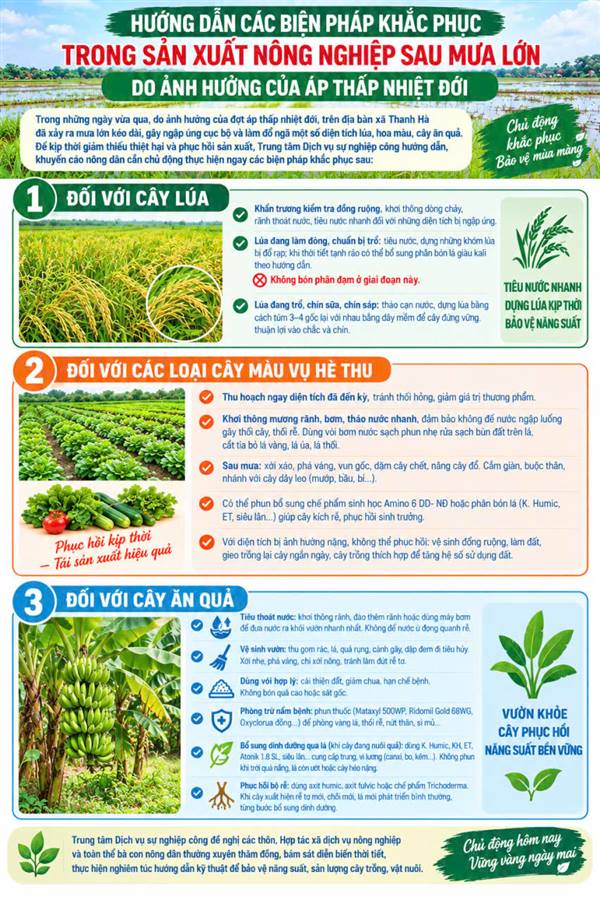 Hướng dẫn các biện pháp khắc phục trong sản xuất nông nghiệp sau mưa lớn do ảnh hưởng của áp thấp nhiệt đới