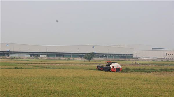 Nông dân Thanh Miện tập trung thu hoạch lúa mùa, chủ động sản xuất cây vụ đông sớm