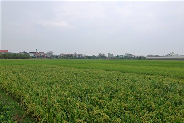 Chủ động phòng trừ sâu bệnh hại lúa vụ xuân 2026, bảo vệ năng suất và chất lượng lúa
