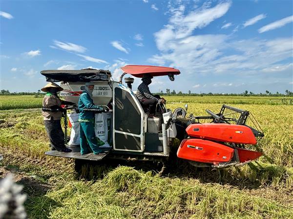 Chủ động thu hoạch nhanh lúa xuân để giải phóng đất gieo cấy vụ Mùa