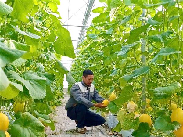 Trồng dưa trong nhà lưới mang lại hiệu quả kinh tế cao 