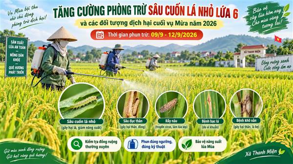 Thanh Miện tăng cường phòng trừ sâu cuốn lá nhỏ lứa 6 và các đối tượng dịch hại cuối vụ mùa 2026