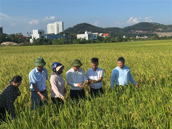 PHƯỜNG THIÊN HƯƠNG THĂM ĐỒNG VÀ ĐÁNH GIÁ NĂNG SUẤT LÚA VỤ MÙA NĂM 2026 