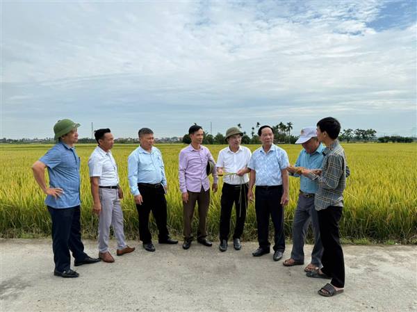 PHƯỜNG THIÊN HƯƠNG: TỔ CHỨC THĂM ĐỒNG, ĐÁNH GIÁ NĂNG SUẤT LÚA VỤ CHIÊM NĂM 2026